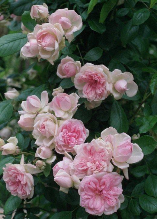 Розы «никколо паганини» («niccolo paganini»): посадка и уход
