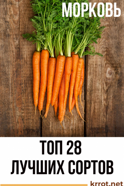 Сорта (семена) моркови для сибири: для открытого грунта, для зимнего хранения, урожайные, скороспелые, отзывы