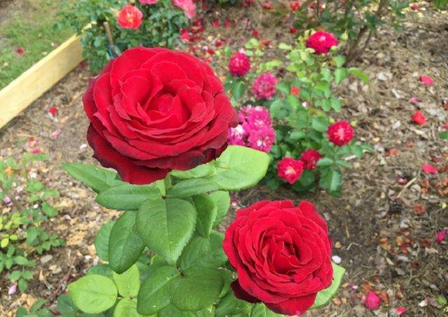 Чайно-гибридная роза grand gala (гранд гала): фото и описание, отзывы