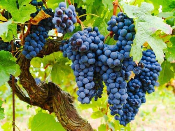 Обрезка винограда осенью: понятная инструкция для начинающих