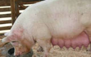 Как определить беременность у свиней