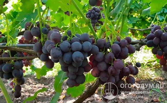 Описание и характеристики, плюсы и минусы сорта винограда краса севера и правила выращивания