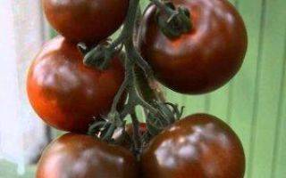 Характеристика черноплодных помидоров сорта кумато