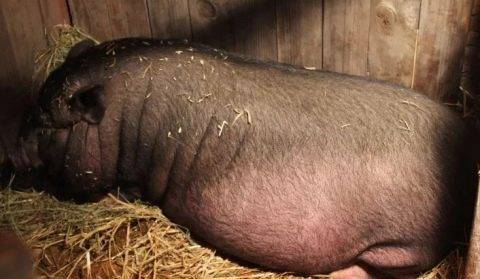 Порода свиней кармалы: характеристика, уход и кормление