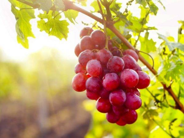 Описание винограда софия