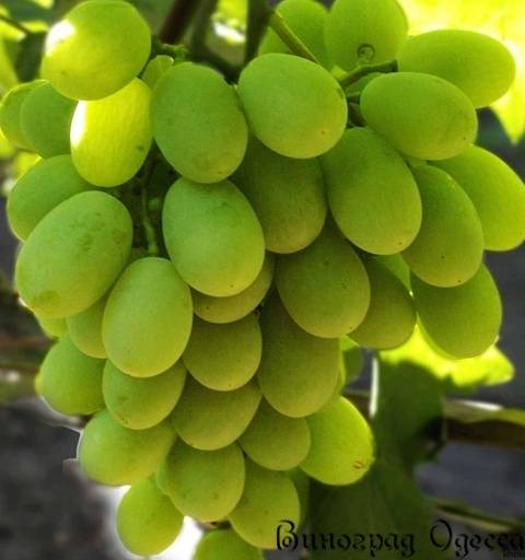 Необыкновенно вкусный сорт с высокой урожайностью — виноград виктория