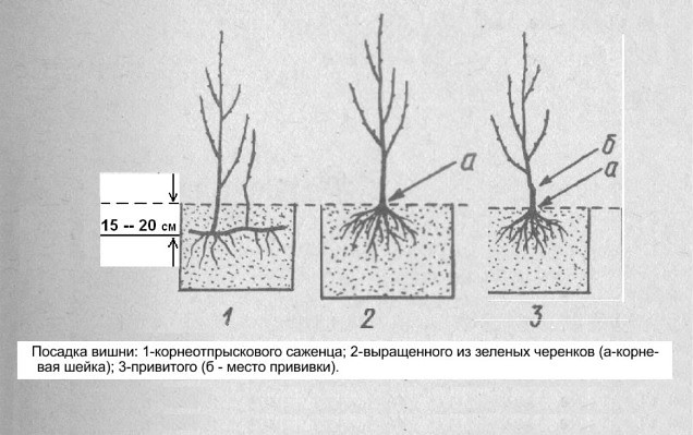 Посадка вишни на Урале: осенью, весной и летом, правила ухода