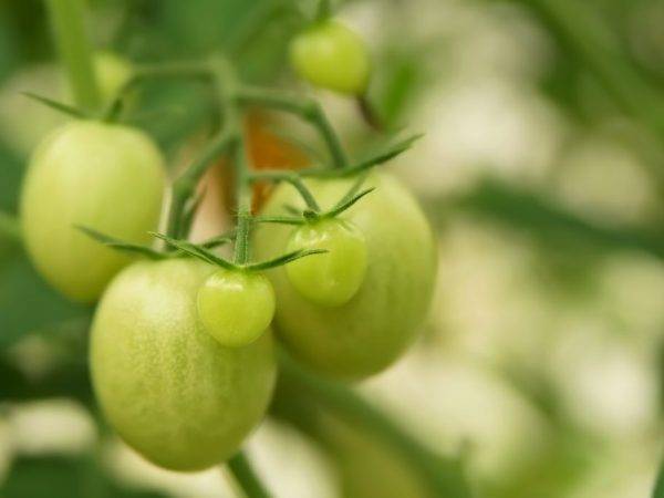 Описание сорта томата стрега его характеристика и урожайность