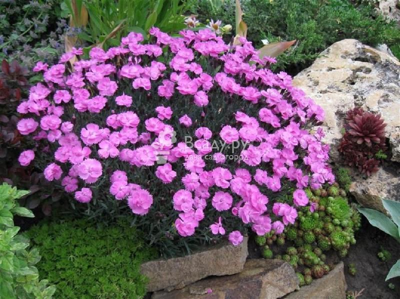 Бальзамин садовый (42 фото): правила посадки цветка, особенности ухода. можно ли сажать уличный  бальзамин в январе на рассаду?