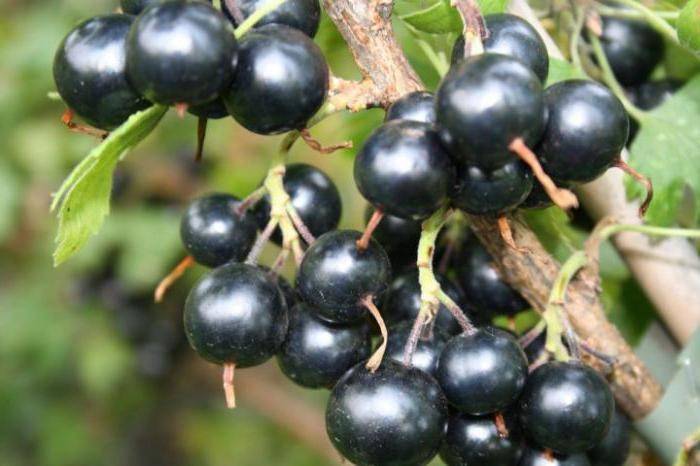 Сладкие и крупноплодные сорта черной смородины: описание сортов по сроку созревания