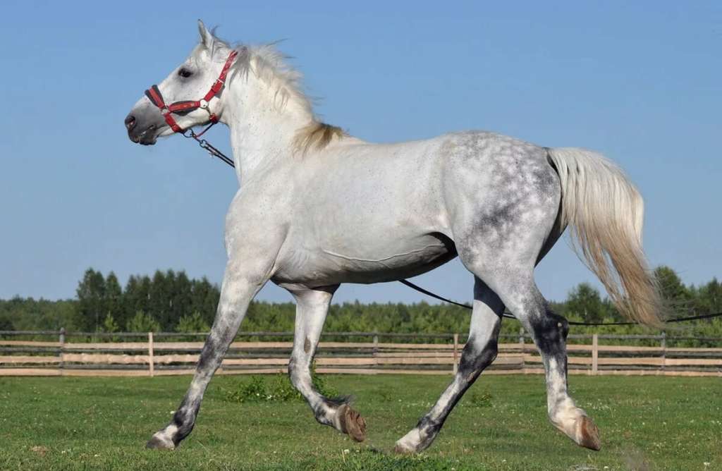 Карачаевская порода лошадей: фото, описание характеристик, правил ухода, содержания и разведения