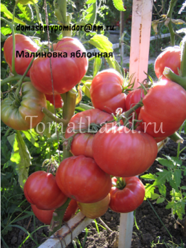 Что говорят овощеводы о томате калинка-малинка