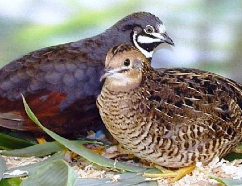 Особенности маньчжурского перепела: уход, содержание и разведение птицы