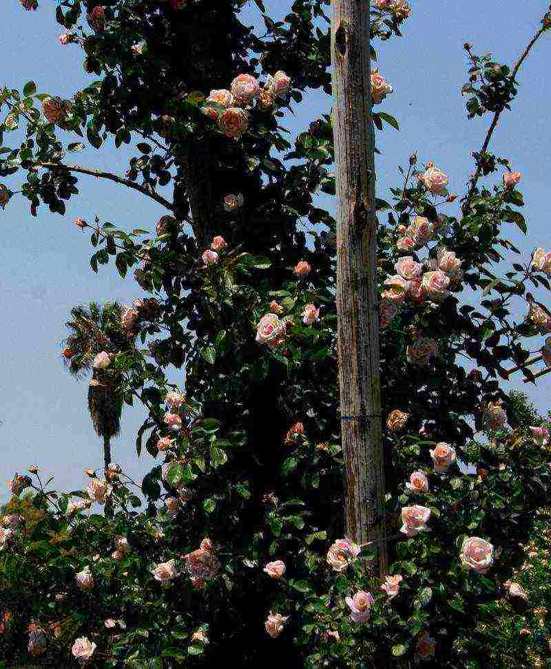 Знакомство с плетистой розой амадеус. описание и фото цветка, а также особенности выращивания и ухода