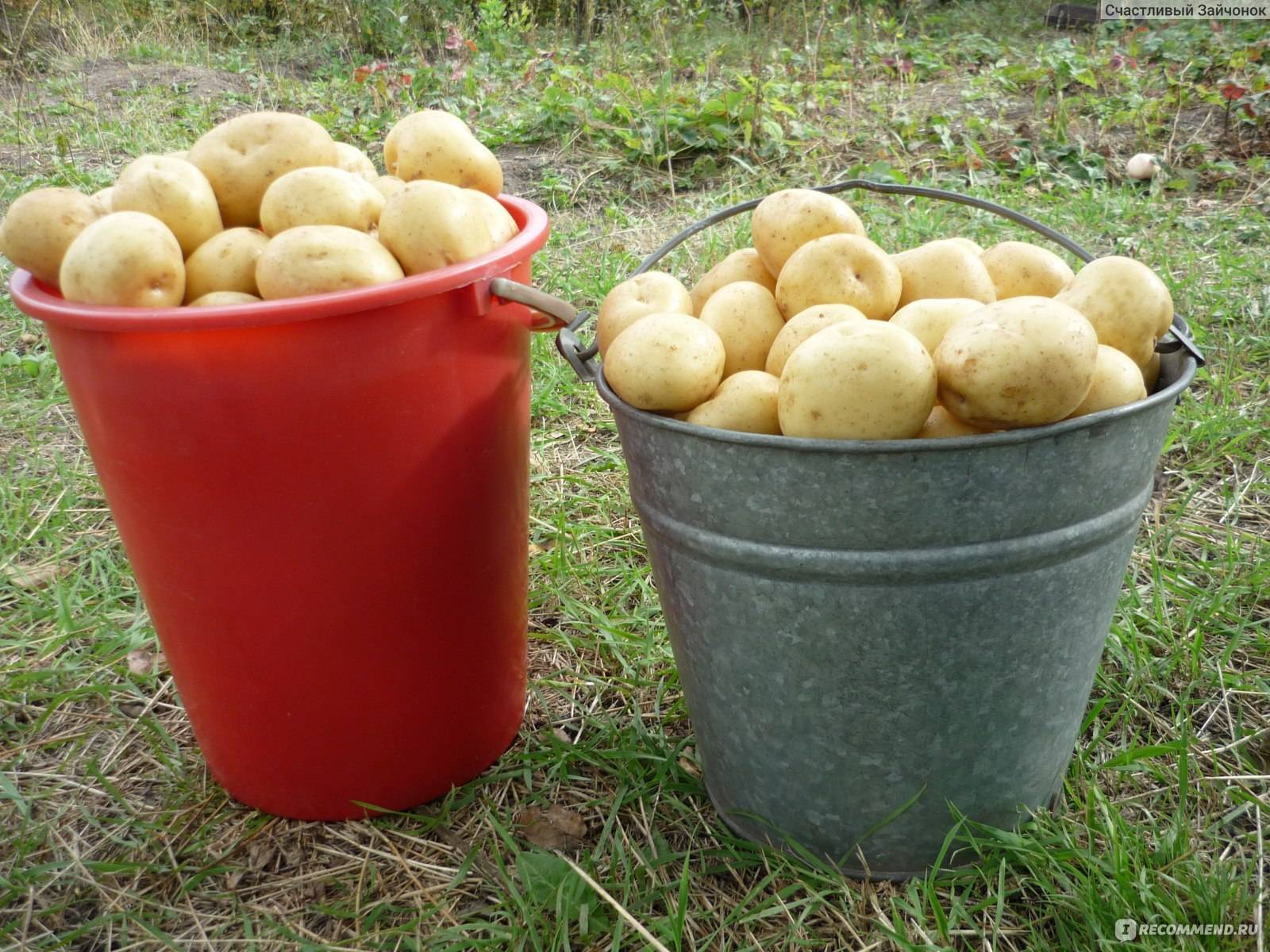 Картофель лабадия: характеристики сорта, урожайность, отзывы