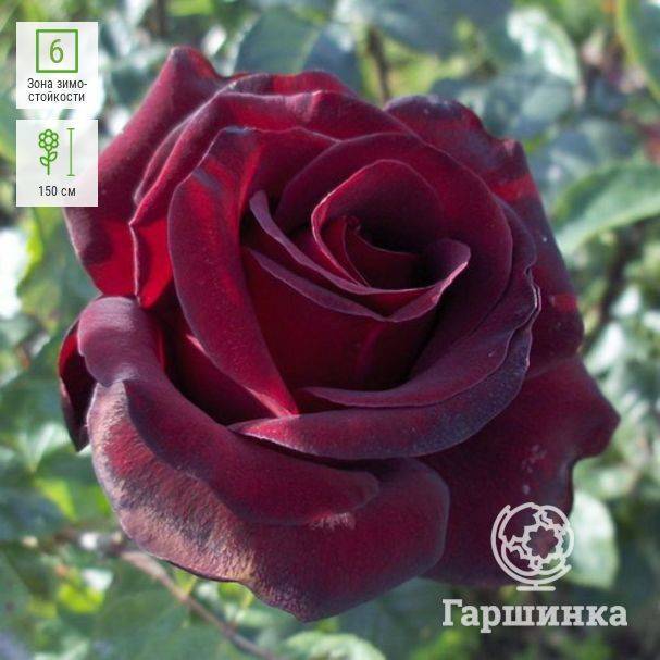 Роза примадонна: нежный акцент садового дизайна с неповторимым ароматом