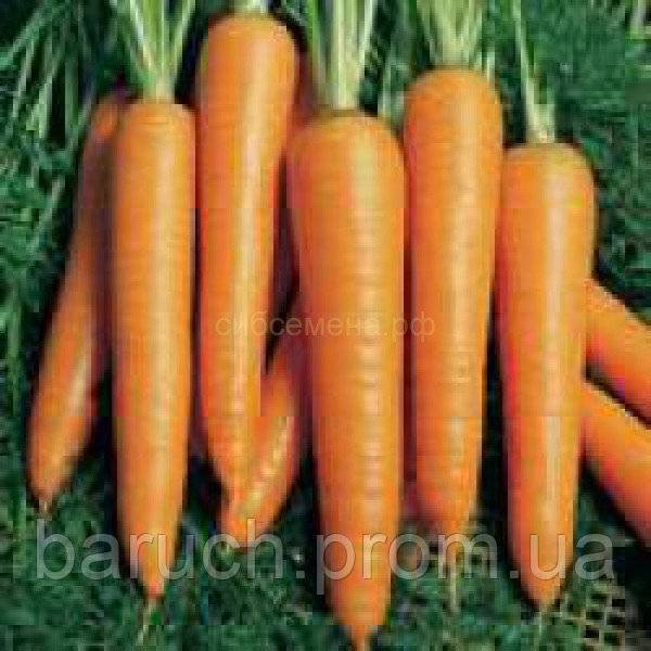 Сорт моркови император: отзывы, фото, урожайность