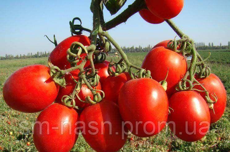 Томат "рио гранде": описание и урожайность сорта, характеристики плодов, фото помидоров