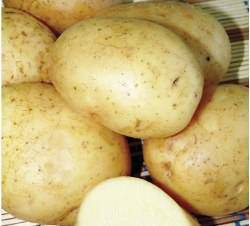 Сорт картофеля «триумф»: характеристика, описание, урожайность, отзывы и фото