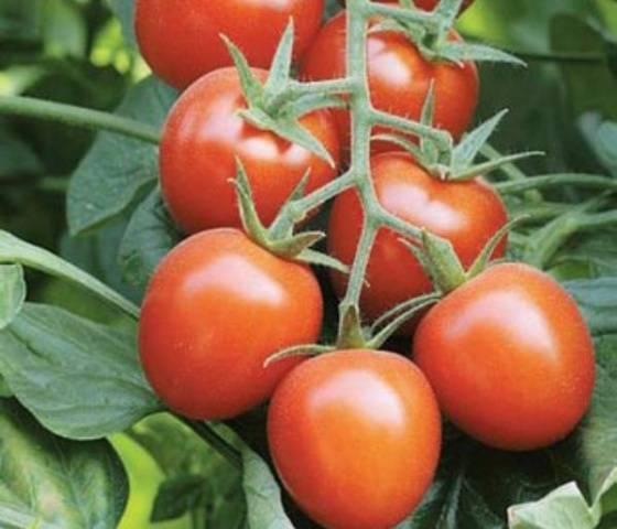Самые лучшие сорта томатов черри для теплиц