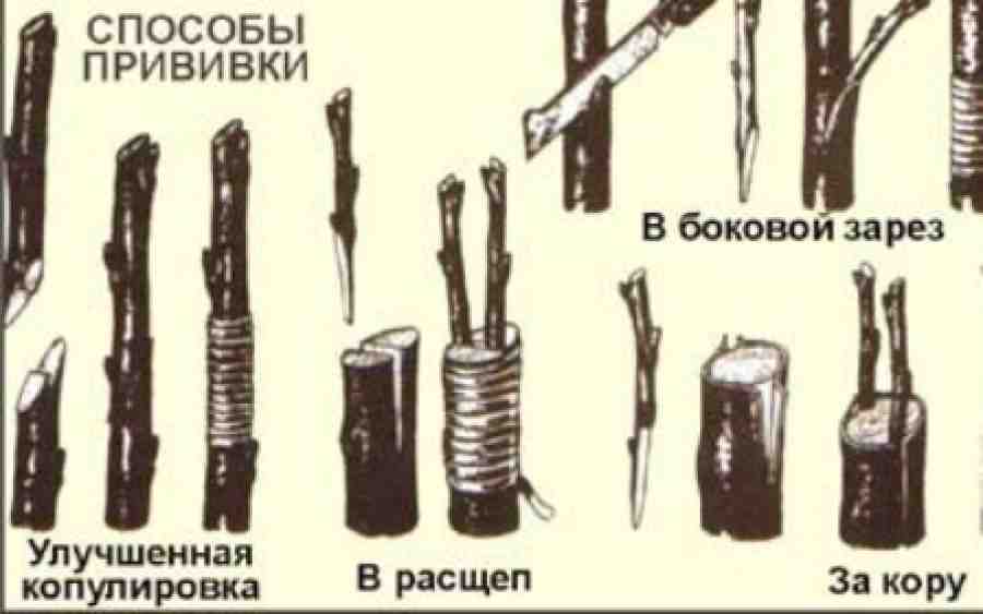 Размножение черешни методом черенкования