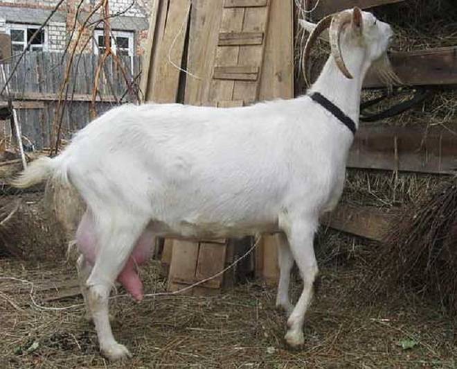 Русская белая порода – описание и признаки козы