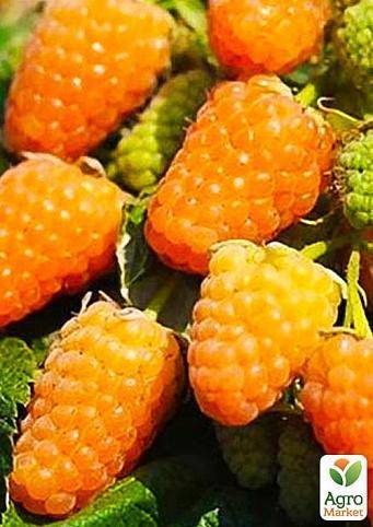Малина оранжевое чудо: описание сорта и 6 особенностей агротехники