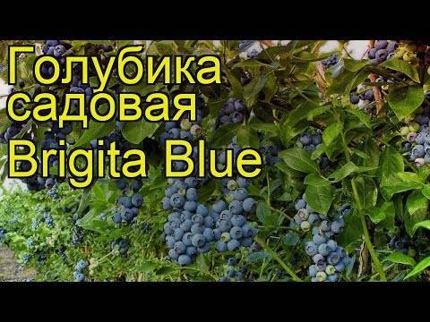 Голубика садовая норт блю: описание и характеристики сорта, уход и выращивание