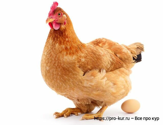 Курица в гнезде, а гнездо пустое – почему куры отказываются нестись. как решить проблему потери яйценоскости?