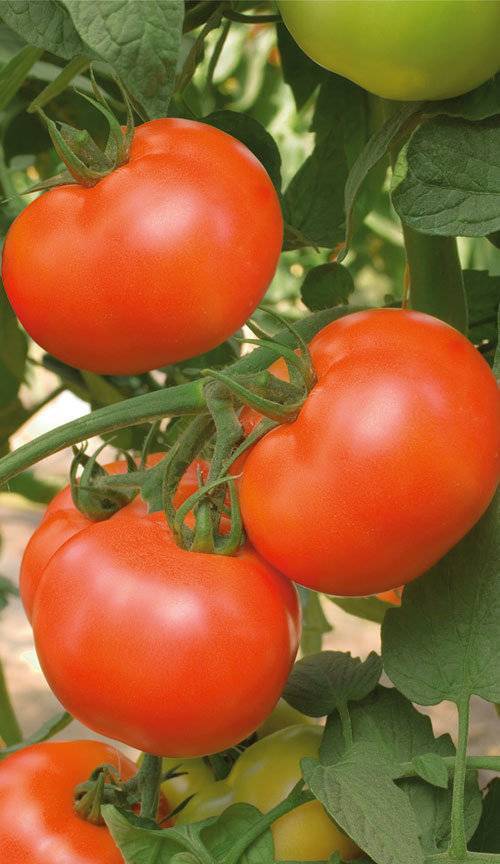 Лакомка: описание сорта томата, характеристики помидоров, выращивание