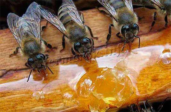 Зимовка пчел на воле: условия, способы, в южных и северных районах