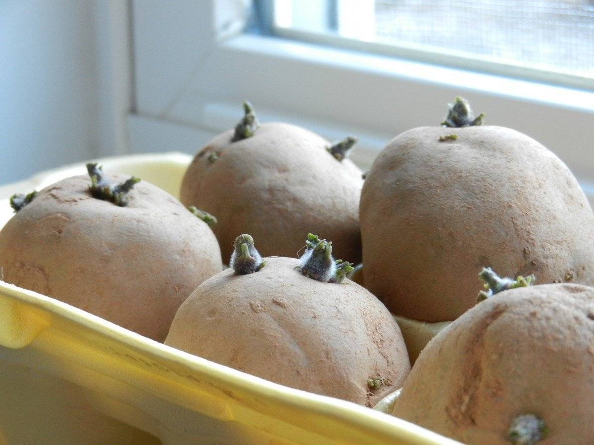 Проволочник в картошке: как избавиться, в том числе, чем обработать перед посадкой, а также соседство с каким растением защитит от вредителя