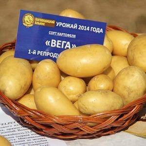 Сорт картофеля вега: характеристика, отзывы
