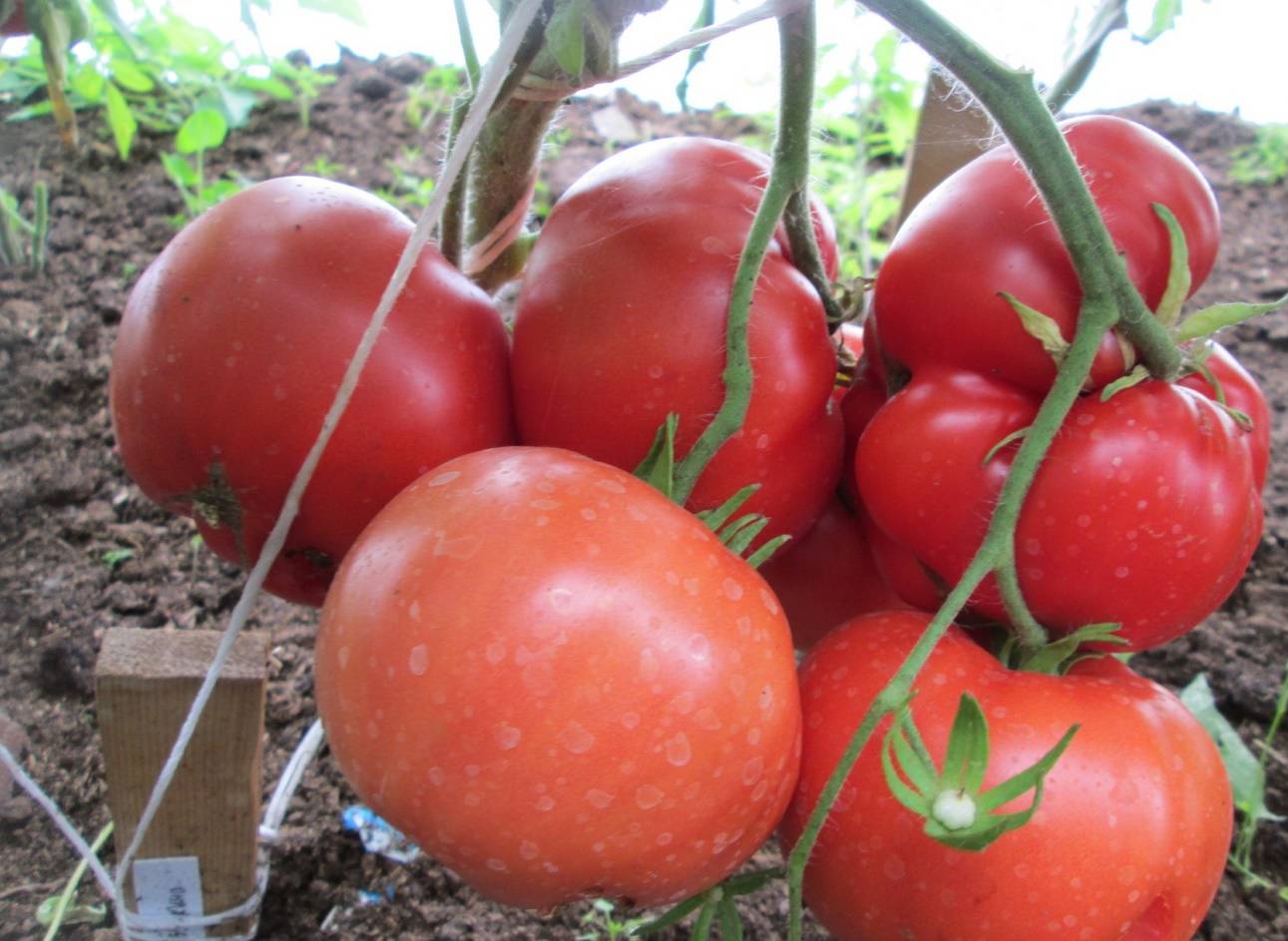 Сорт томатов бабушкин секрет: описание сорта и фото, характеристика