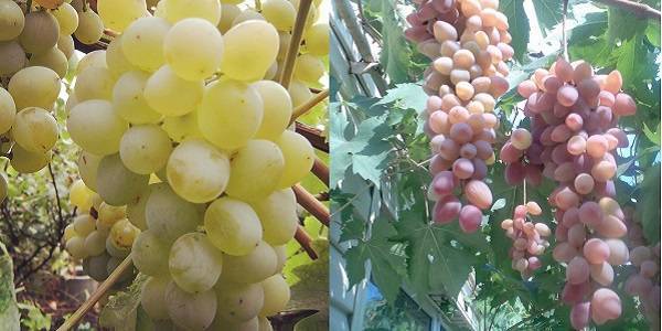 Виноград белое чудо: описание сорта, фото и отзывы садоводов