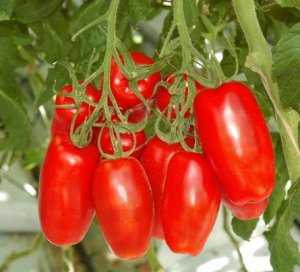 Среднеранний сорт томата «чибис»: описание, посадка и уход