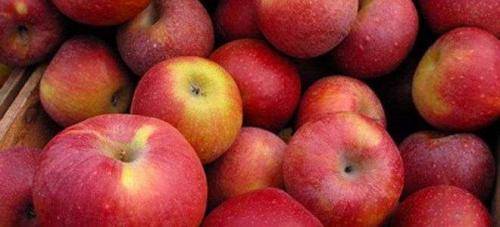 Как сохранить яблоки на зиму свежими: в домашних условиях, в погребе, как правильно это сделать вквартире, когда снимать плоды и как хранить в подвале и на балконе, в холодильнике