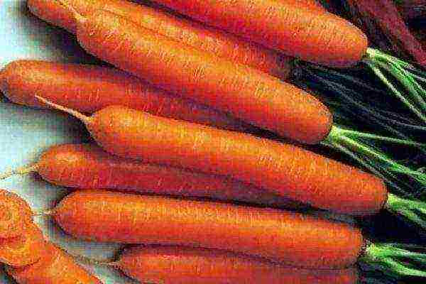 Лучшие сорта моркови для хранения на зиму - выбираем с умом!