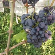 Виноград юбилей херсонского дачника: описание сорта, фото, характеристики юхд, как улучшить урожайность?