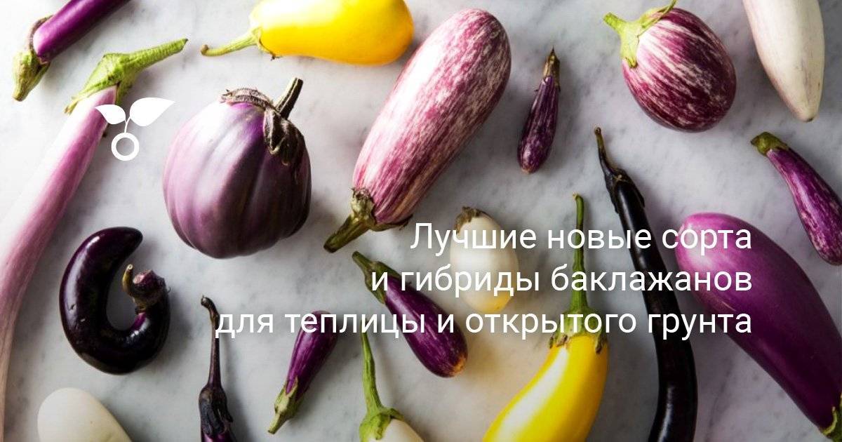 Лучшие сорта баклажанов для теплиц 2018-2019. мнение огородников