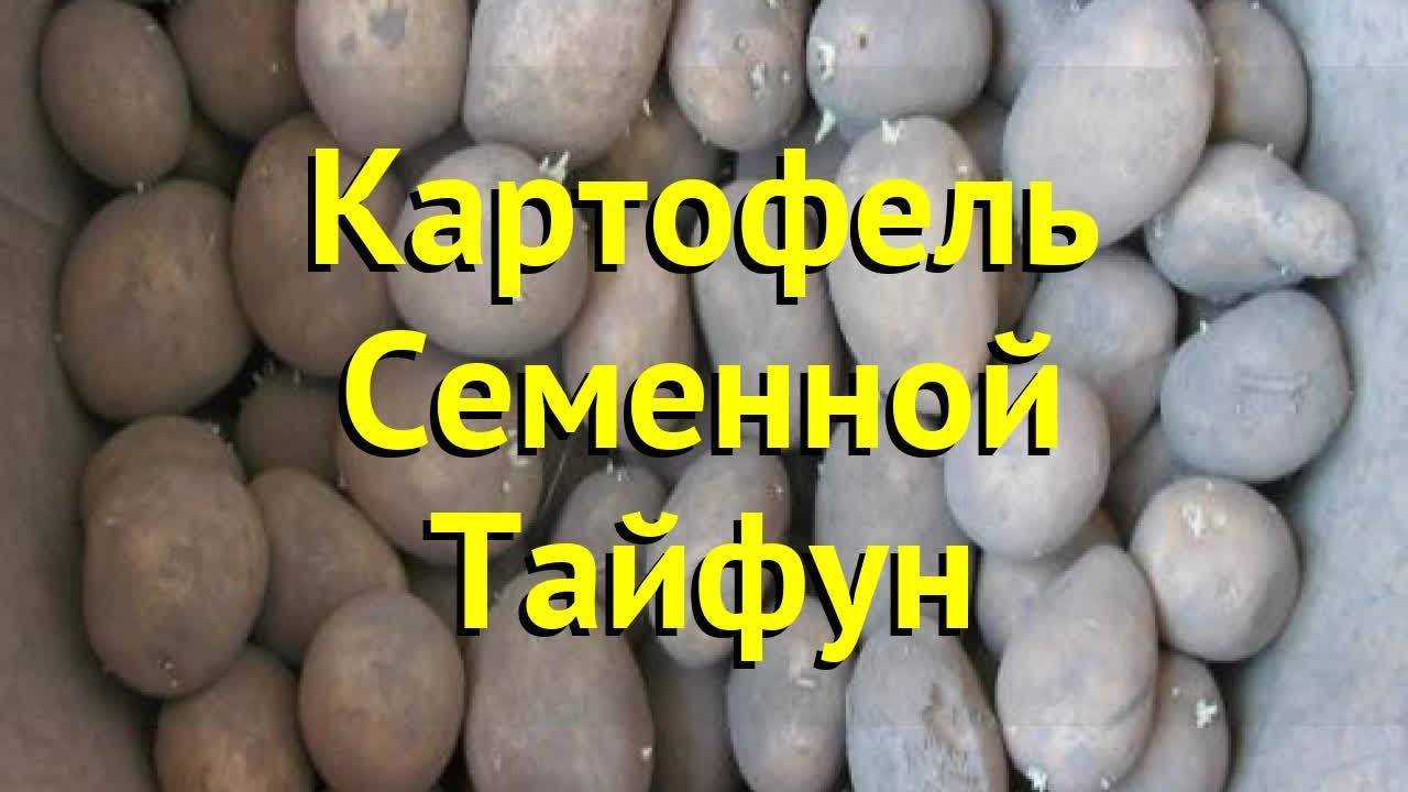 Сорт картофеля «журавушка»: характеристика, описание, урожайность, отзывы и фото