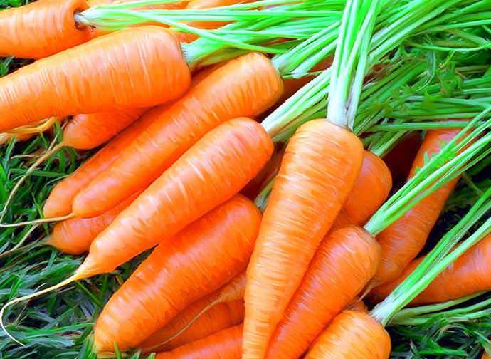 Морковь абако f1