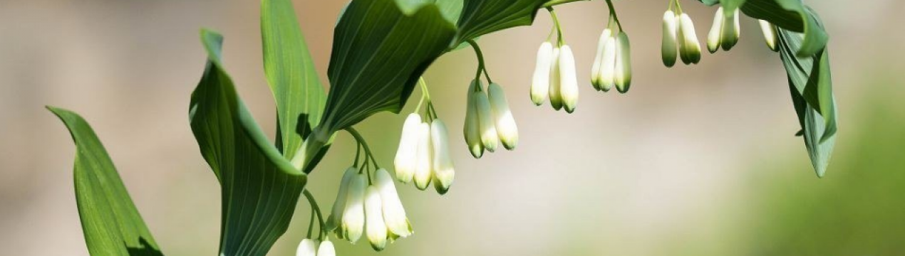 Купены (polygonatum): многоцветковые, душистые, цветок как у ландыша