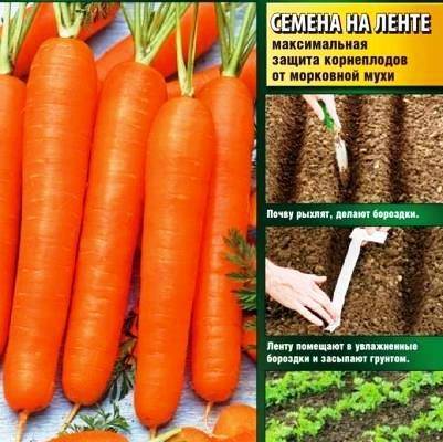 Морковь амстердамская: описание сорта, отзывы, фото