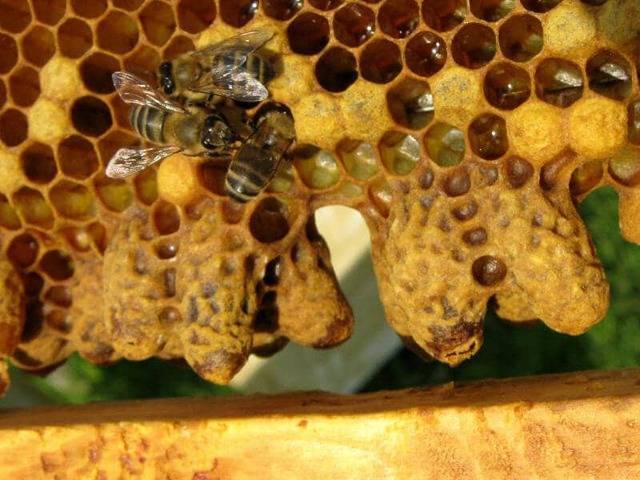Методы пчеловождения по цебро