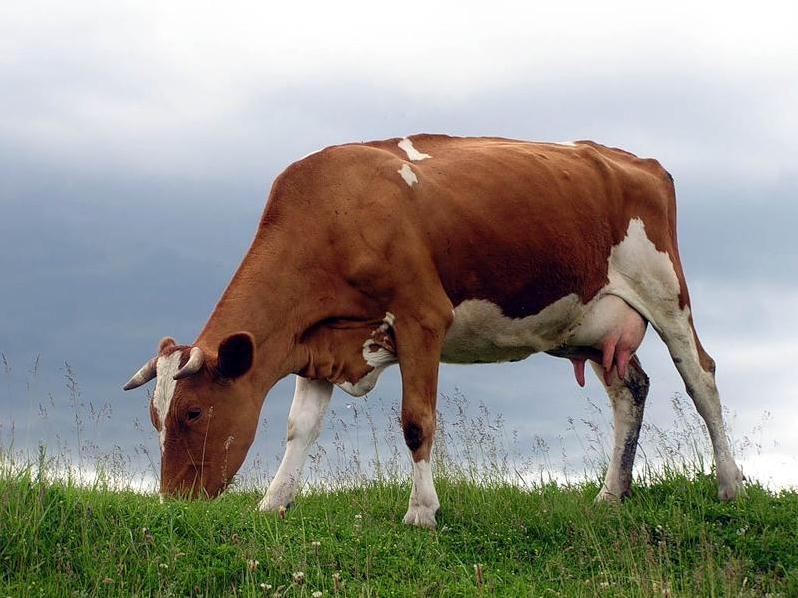 Что делать, если у коровы перестал работать желудок?