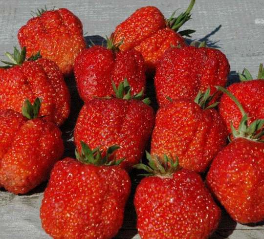 Клубника фестивальная: описание проверенного временем ягодного сорта, особенности выращивания для хорошего урожая