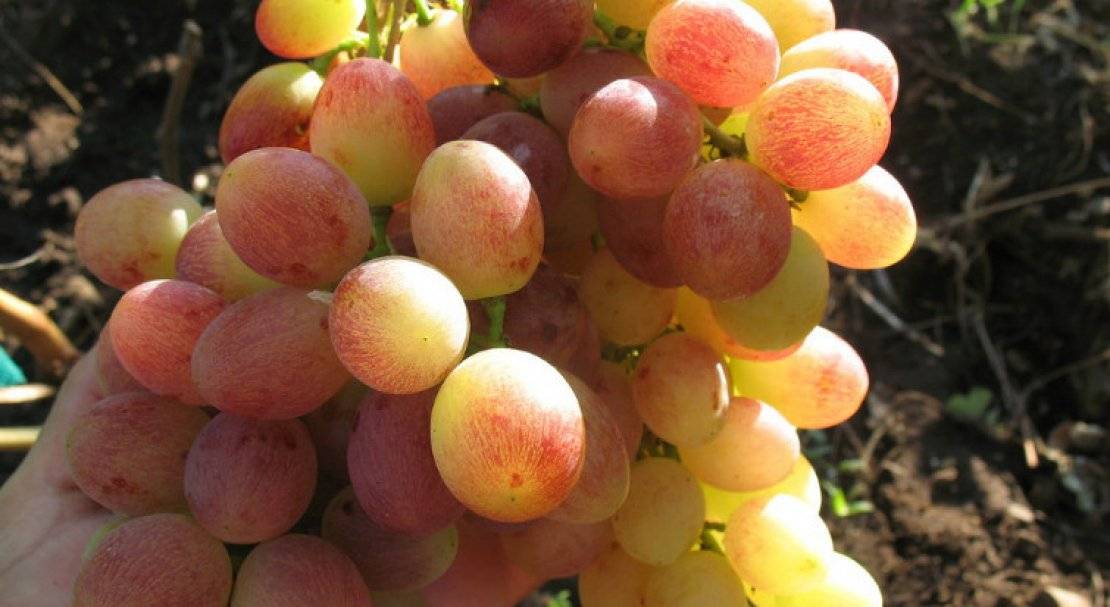 Агротехника винограда румба — преимущества и недостатки