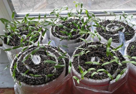 Рассада: выращивание рассады помидор в домашних условиях..