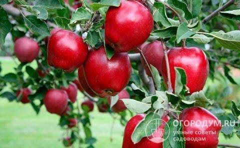 Популярнейшая яблоня ред чиф: описание, фото